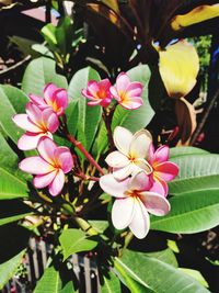 Close-up of pink flowering plants