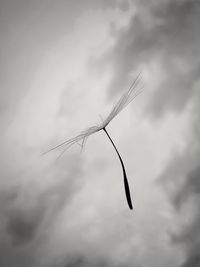 Low angle view of lizard against sky