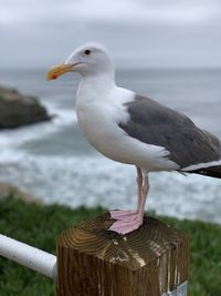 Close-up of seagull perching on wooden post