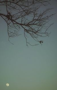 Low angle view of silhouette bare tree against clear sky