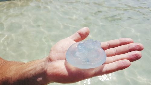 Cropped hand holding dead jellyfish at beach on sunny day