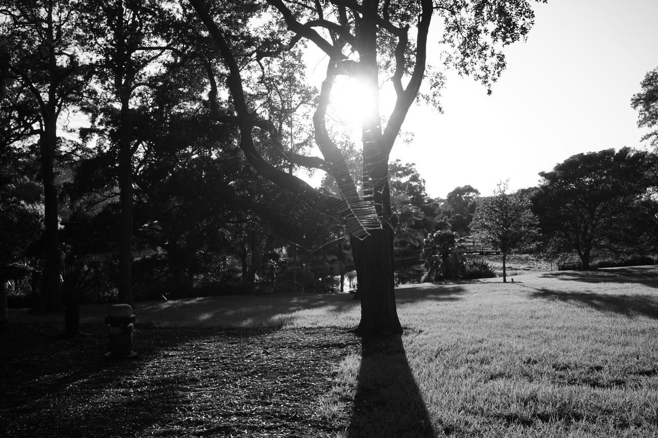 VIEW OF TREES IN PARK