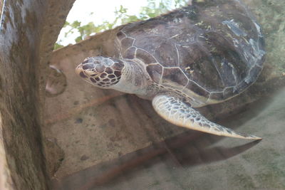 Close-up of turtle swimming in sea