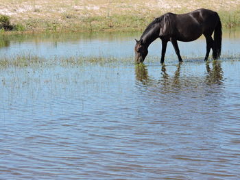 Horse drinking water in lake