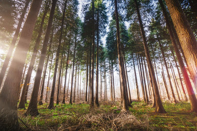 Low angle view of sunlight streaming through trees in forest