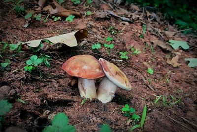 Close-up of mushroom on field