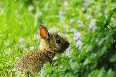 Baby rabbit