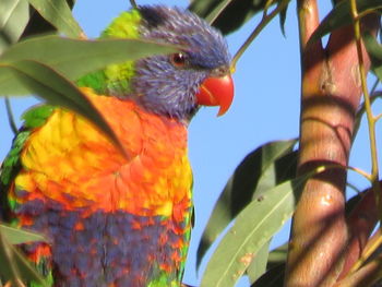 Close-up of parrot perching on tree