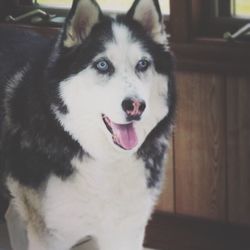 Close-up portrait of dog sticking out tongue