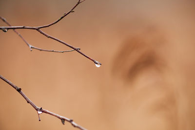 Close-up of twigs