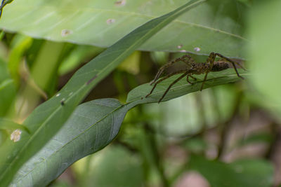 Close-up of insect on leaf