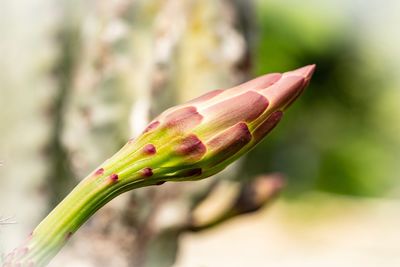 Close-up of flower bud