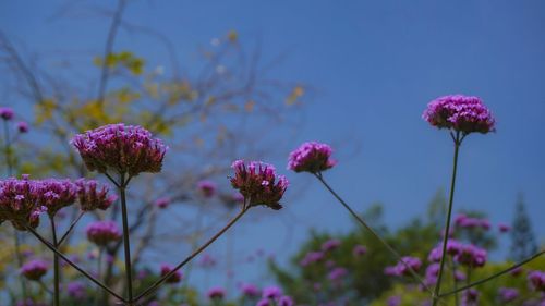 Close-up of pink flowering plants against blurred background
