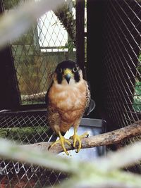 Close-up of bird perching in cage