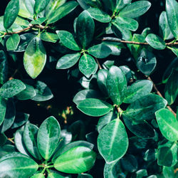 Close-up of water drops on plant