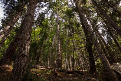 Low angle view of pine trees in forest