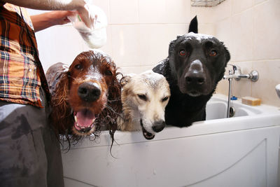 Portrait of dog in bathroom
