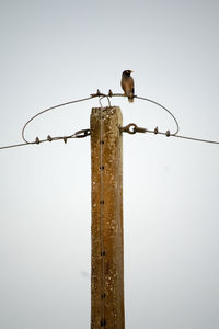 Bird perching on wooden post against sky