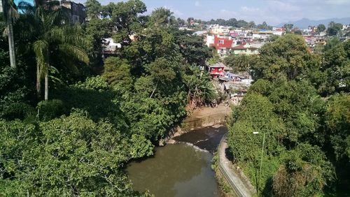 Trees and plants against sky