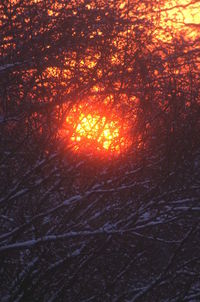 Trees in forest during sunset