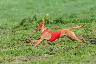 Dogs running on field