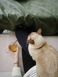 Glass of tea and cat sitting on woman knees