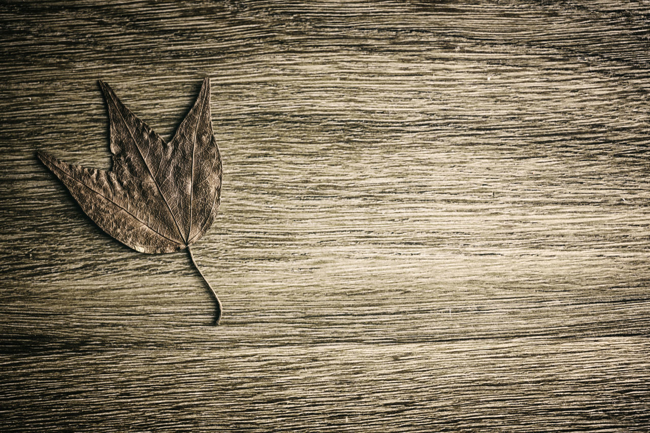 CLOSE-UP OF FEATHER ON TABLE