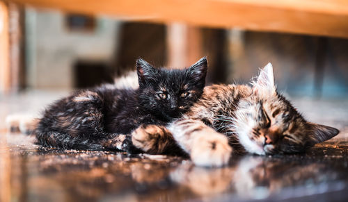 A kitten and a young cat are sleeping on a wooden platform, the kitten is looking at the camera. 