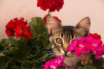 Close-up of cat by pink flowers