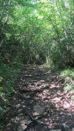 Trees in forest