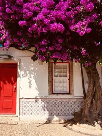 Pink flowering tree by building