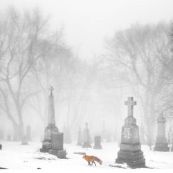 Snow covered trees in winter