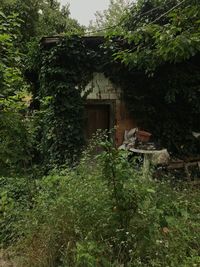 Trees and plants growing in abandoned building