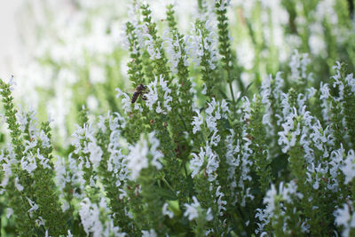 Close-up of flowers blooming outdoors