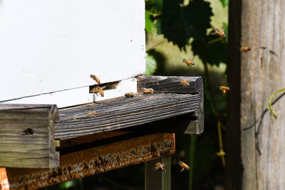 Close-up of bee on wood against built structure