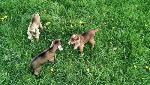 Rabbit on grassy field