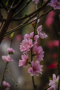 Close-up of pink cherry blossoms