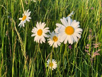 Close-up of white daisy flowers on field