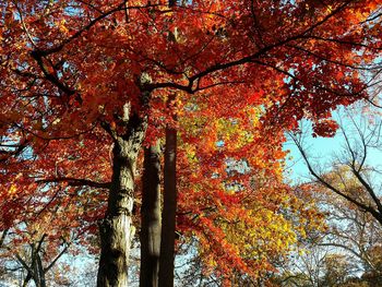 Low angle view of trees