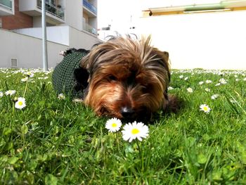 Portrait of dog on grass