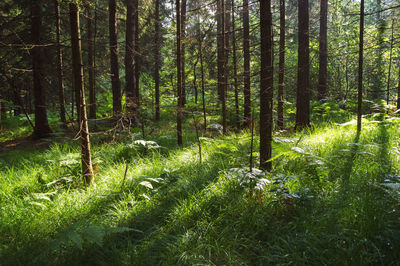 Trees growing in forest