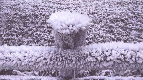 Trees on snow covered field