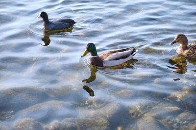 Birds swimming in a lake