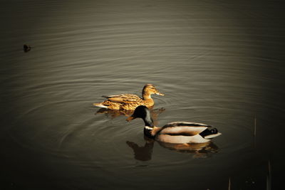 High angle view of duck swimming in lake