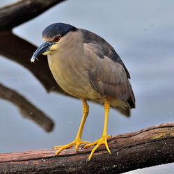 Close-up of bird perching on a tree