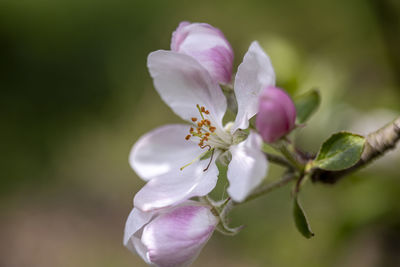 Close-up of pink flowering plant
