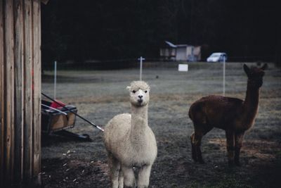 Llamas standing on field