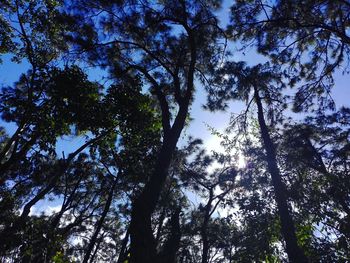 Low angle view of trees against sky