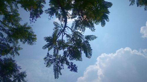 Low angle view of tree against sky