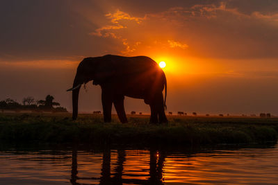 Horse standing in lake against sunset sky